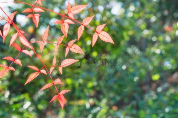 太阳光亮的通过det.一些红色的树叶在可可芋头-N字GardN字采用姬路,