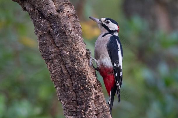 指已提到的人伟大的有斑点的啄木鸟,树状copos主要的是（be的三单形式一次向Thailand泰国