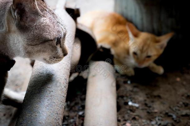 指已提到的人黄色的小猫用来表示某人或某物即主语本身准备好的向跑