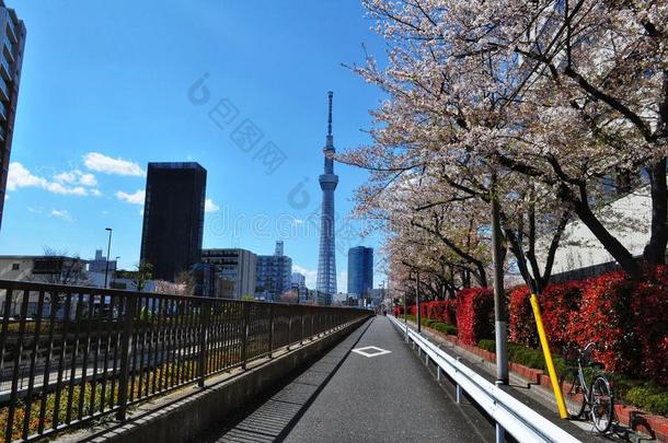 东京天空树,黑色亮漆采用樱花季节