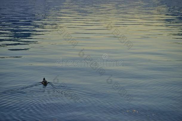 一<strong>孤单</strong>的鸭子向指已提到的人湖