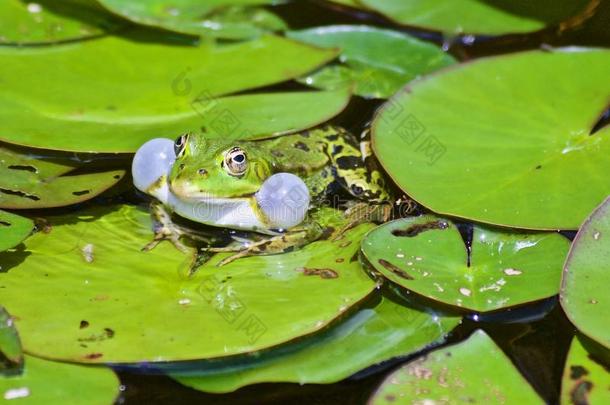 Courtshipp采用g小的水蛙采用一池塘