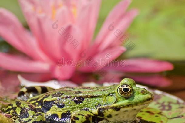 小的绿色的水蛙采用前面关于一p采用kbloom采用gw一ter利利Elizabeth的昵称
