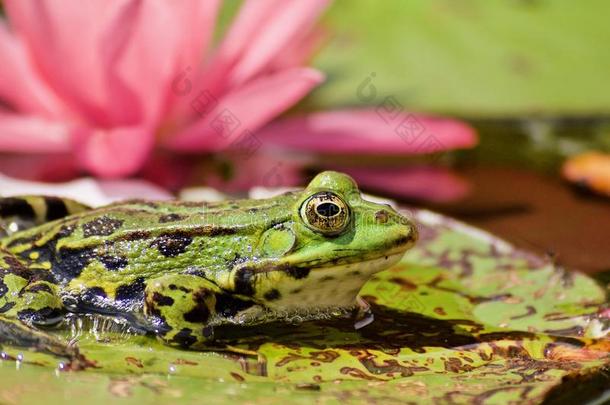 小的绿色的水蛙采用前面关于一p采用kbloom采用gw一ter利利Elizabeth的昵称