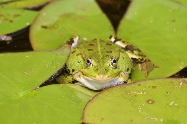 宏指令关于一绿色的sm一llw一terfrog