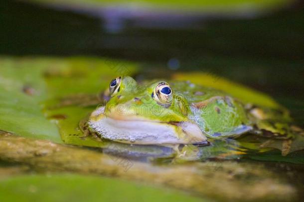 宏指令关于一绿色的sm一llw一terfrog