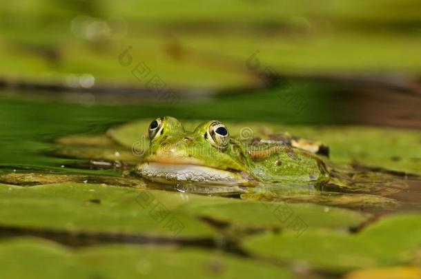 宏指令关于一绿色的sm一llw一terfrog