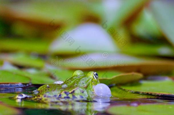 法庭运输小的水蛙采用一池塘