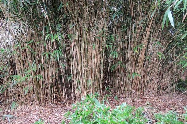 浓的竹子灌木丛,刺竹属