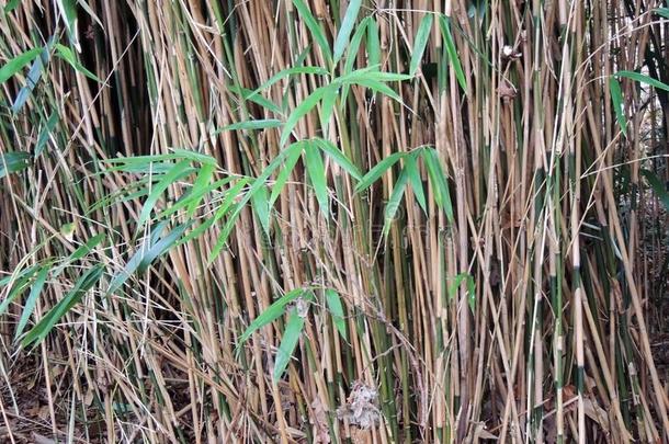 浓的竹子灌木丛,刺竹属.