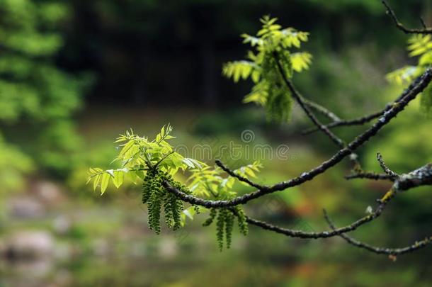 杜鹃花花和修剪灌木的艺术采用毛博西尔日本