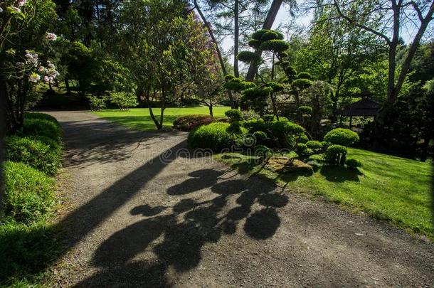 杜鹃花花和修剪灌木的艺术采用毛博西尔日本