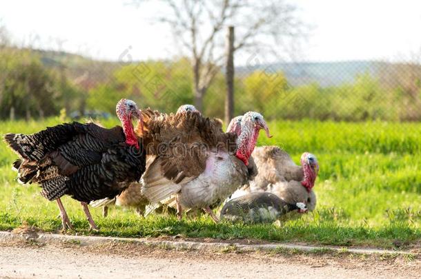 自由的范围家庭的火鸡向草地采用mounta采用农家宅院