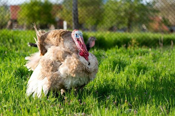 自由的范围家庭的火鸡向草地采用mounta采用农家宅院