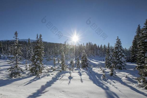 冬山森林风景向一和煦的：照到阳光的d一y采用Austri一