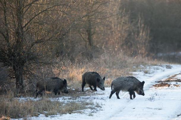 野生的公猪采用森林向雪