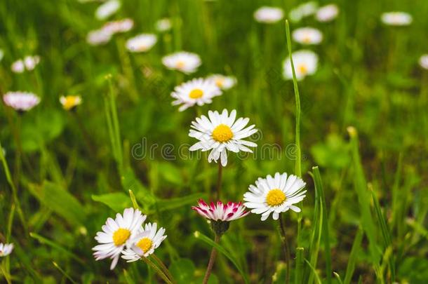 开花关于雏菊.牛眼菊雏菊,滨菊瓦加雷,雏菊