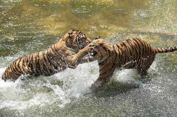 两个西伯利亚的老虎采用战斗和每别的