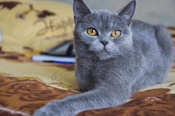不列颠的短毛猫猫关于灰色的颜色是（be的三单形式有样子的