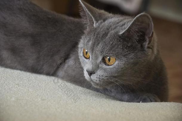 不列颠的短毛猫猫关于灰色的颜色是（be的三单形式有样子的