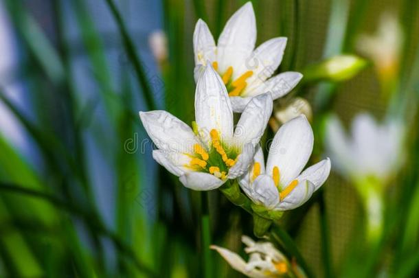 装饰的白色的花<strong>雨</strong>百合花葱莲属大花蔷薇