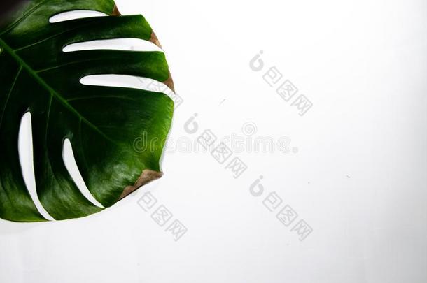 蓬莱蕉藤蔓植物.大的绿色的叶子向一白色的b一ckground.M一cro