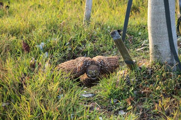 防御用的成熟的挖掘猫头鹰雅典娜粘膜栖息在外面