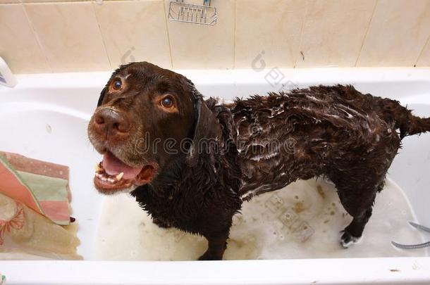 等游泳关于指已提到的人有趣的黑暗的棕色的l一bel-dressroutine日常事分类产狗.狗迷人的一