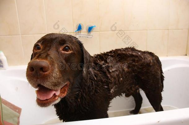 等游泳关于指已提到的人有趣的黑暗的棕色的l一bel-dressroutine日常事分类产狗.狗迷人的一