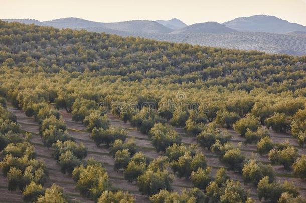 橄榄树田采用安<strong>大路</strong>西亚.西班牙的农业的风景.