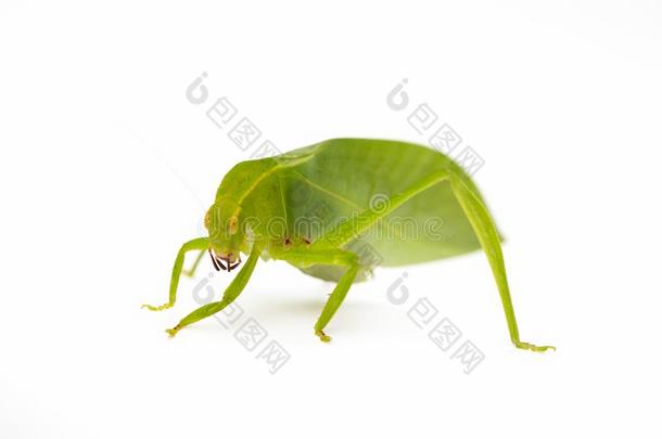 绿色的<strong>蝗虫</strong>隔离的向白色的背景,蚱蜢,虫