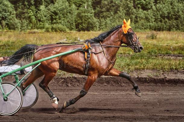 马跑步在高的速度一起指已提到的人小路关于指已提到的人race小路.