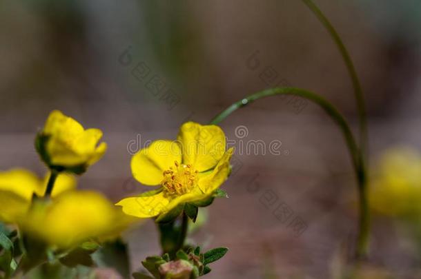 春季花背景.和煦的：照到阳光的一天.春季花.春季tim