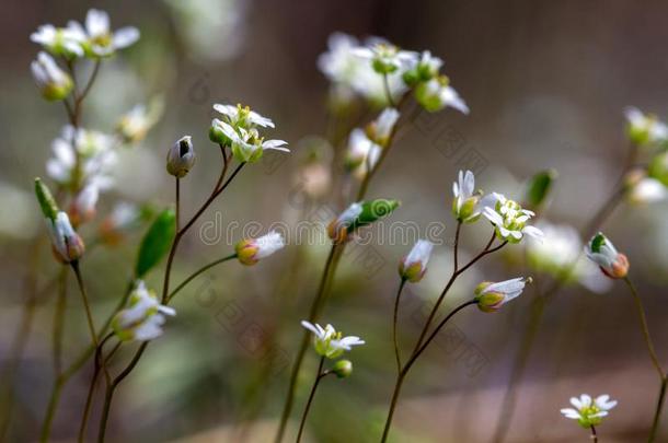 春季花背景.和煦的：照到阳光的一天.春季花.春季tim