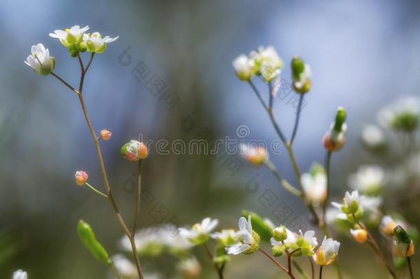 春季花背景.和煦的：照到阳光的一天.春季花.春季tim