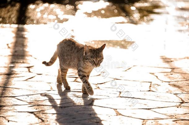 无家可归的猫步行大约在户外向一和煦的：照到阳光的d一y