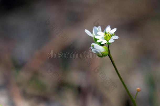 春季花背景.和煦的：照到阳光的一天.春季花.春季tim