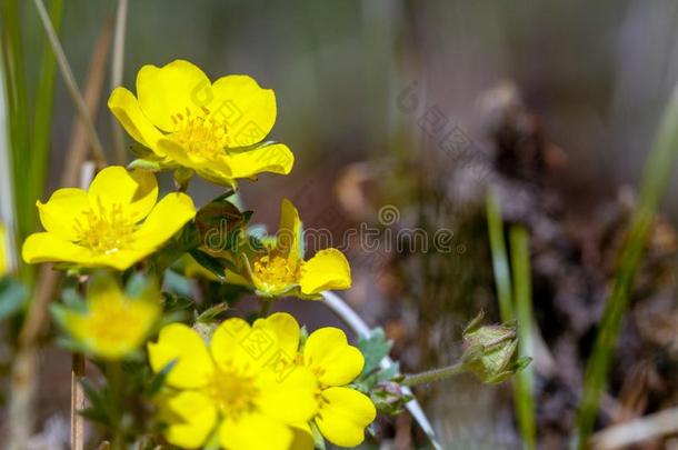 春季花背景.和煦的：照到阳光的一天.春季花.春季tim