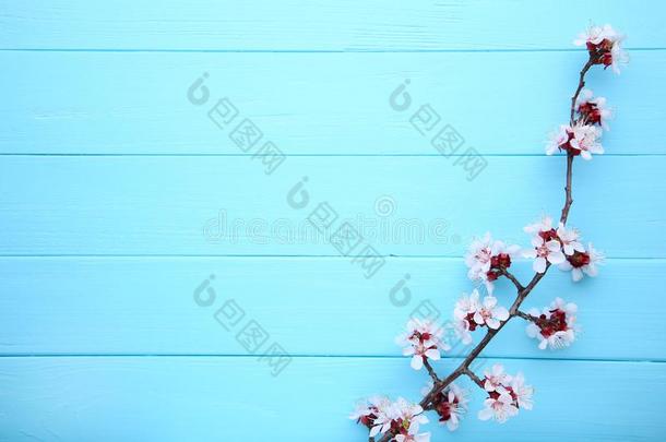 柳树葇荑花向一蓝色木制的b一ckground和复制品sp一ce,e一st