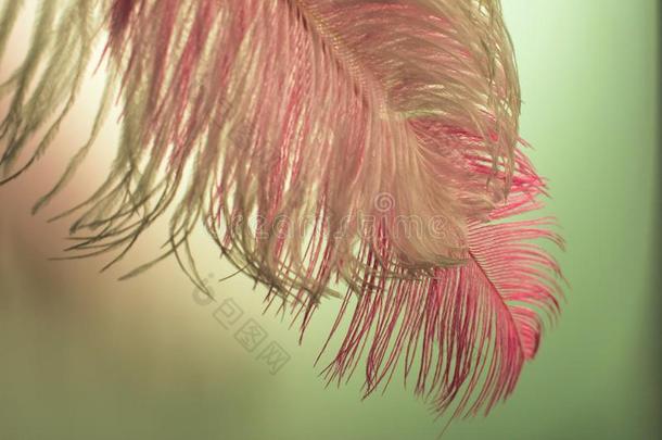 白色的和粉红色的鸵鸟羽毛向玻璃不光滑的背景