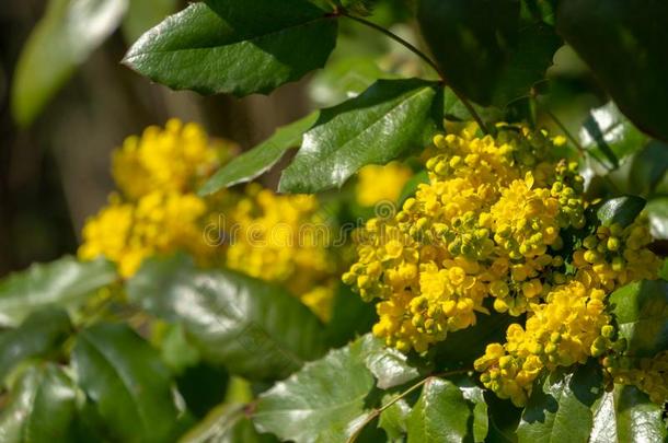 明亮的黄色的颜色关于春季花十大功劳水藻反对