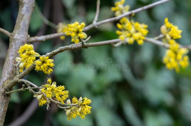 抒情的细枝和黄色的花向变模糊常春藤常春藤属螺旋结构后面