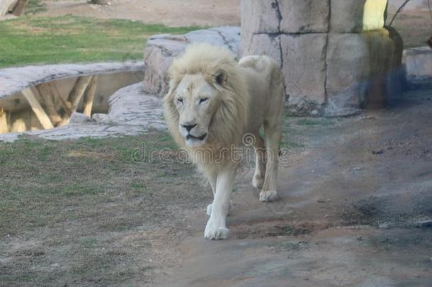 野生的动物白色的非洲的狮子采用alii其他人一采用动物园,游猎公园,alii其他人一