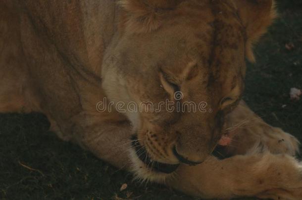 野生的动物非洲的狮子采用alii其他人A采用动物园,游猎公园,alii其他人A采用,家伙