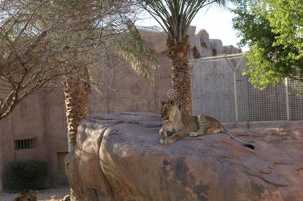 野生的动物非洲的狮子采用alii其他人A采用动物园,游猎公园,alii其他人A采用,家伙
