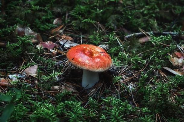 野生的可以吃的金色的蘑菇采用指已提到的人森林关-在上面