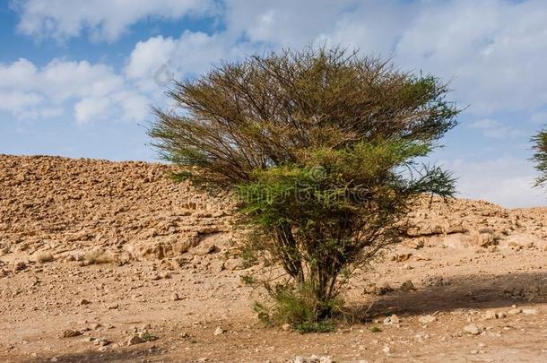 一阿拉伯树胶树采用指已提到的人沙漠,沙特阿拉伯国家的阿拉伯半岛