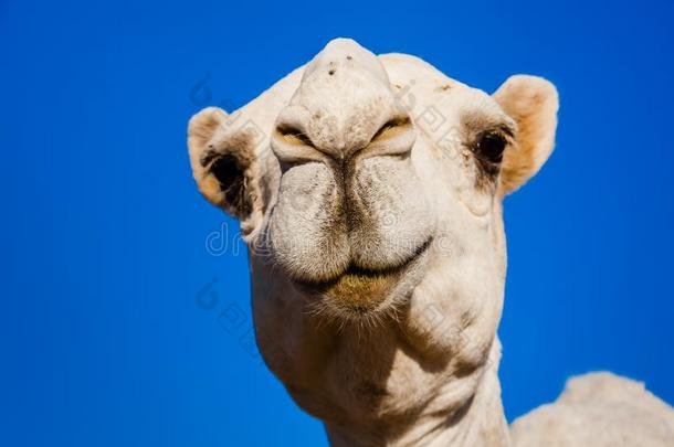 一白色的单峰骆驼骆驼采用指已提到的人骆驼交易在近处利雅得,沙特阿拉伯国家的一