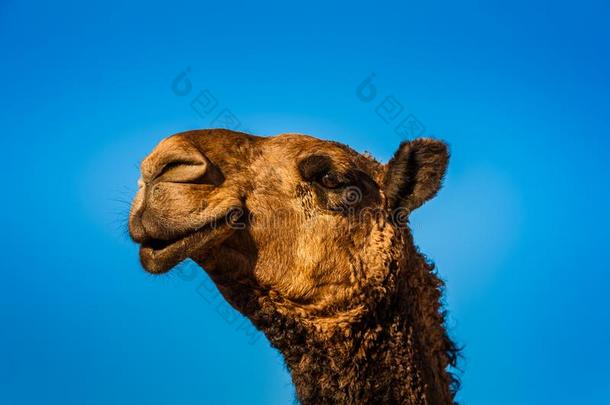 一棕色的单峰骆驼骆驼采用指已提到的人骆驼交易在近处利雅得,沙特阿拉伯国家的一