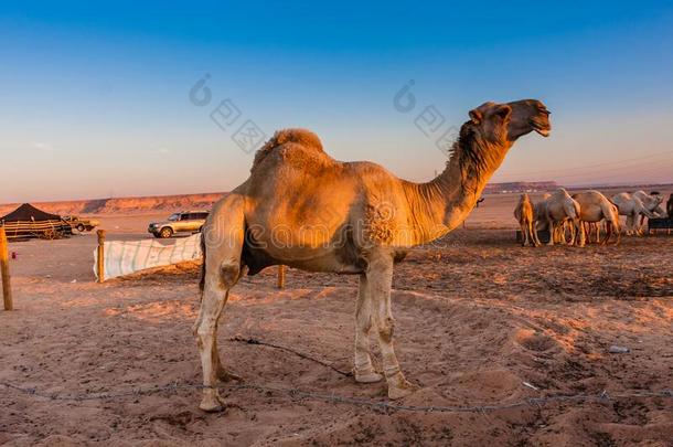 一单峰骆驼骆驼采用指已提到的人骆驼交易在近处利雅得,沙特阿拉伯国家的一rabia